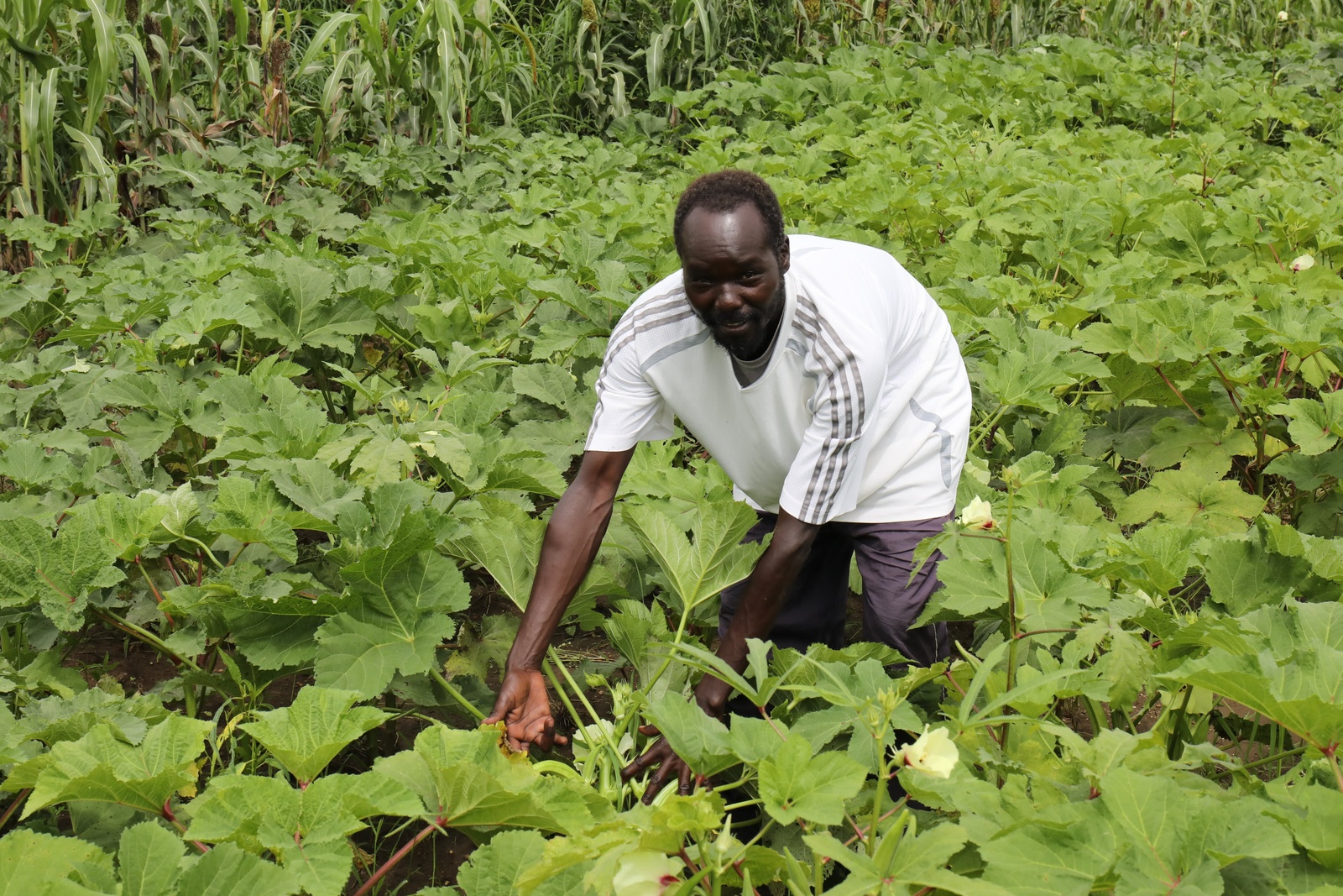 South Sudan - Farming helping refugees thrive
