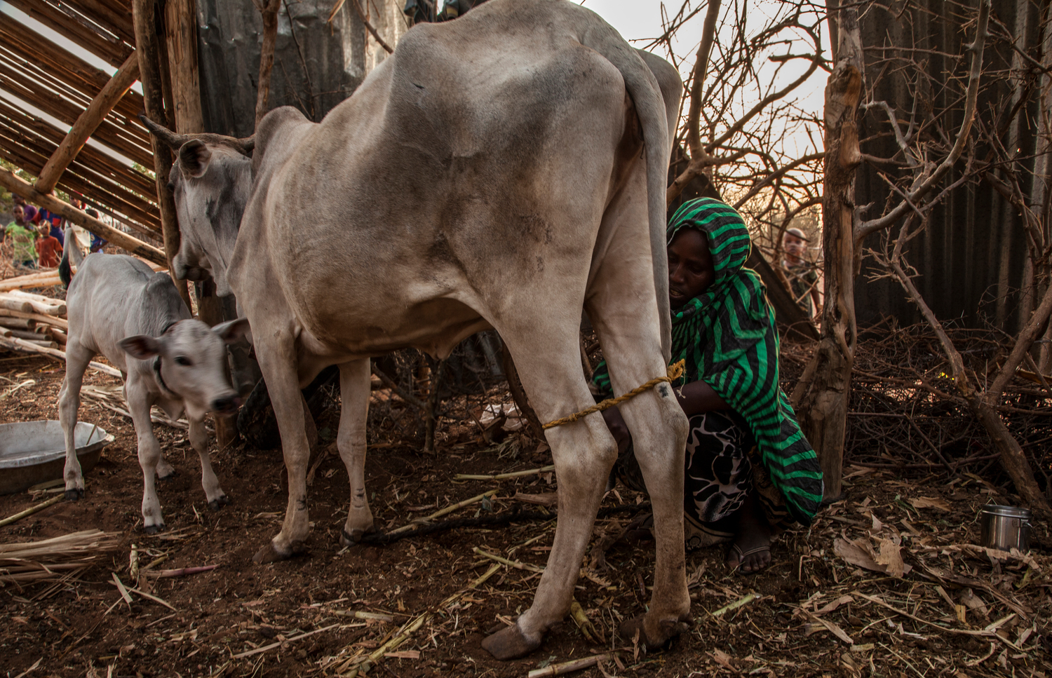 Ethiopia. Local farmer milks her cow