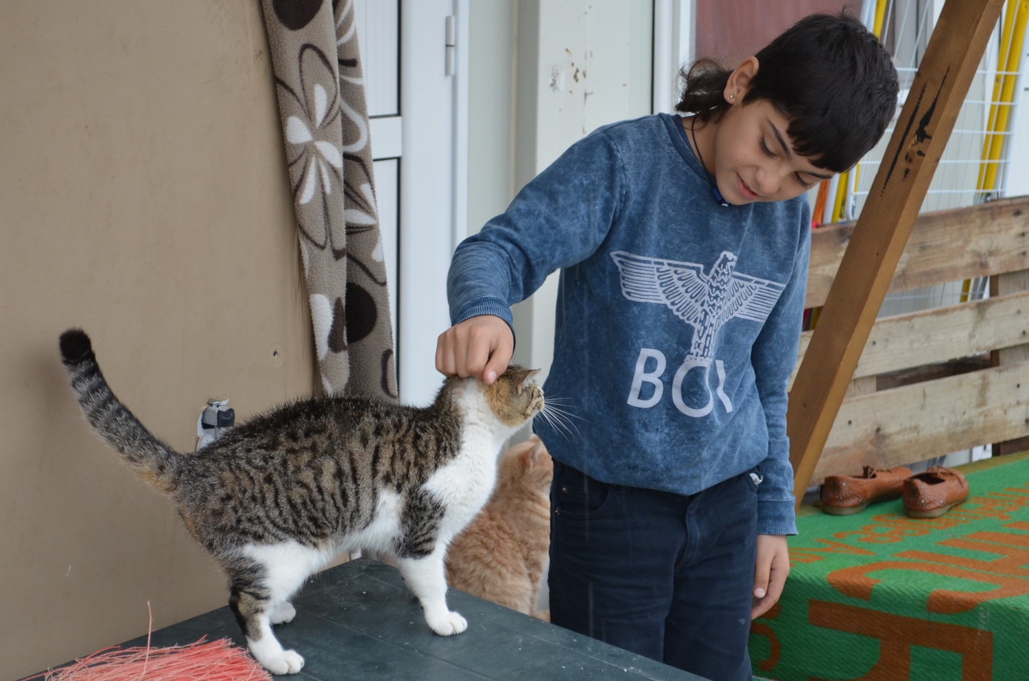 Former Yugoslav Republic of Macedonia. Syrian refugee family cares after stray cats in reception centre