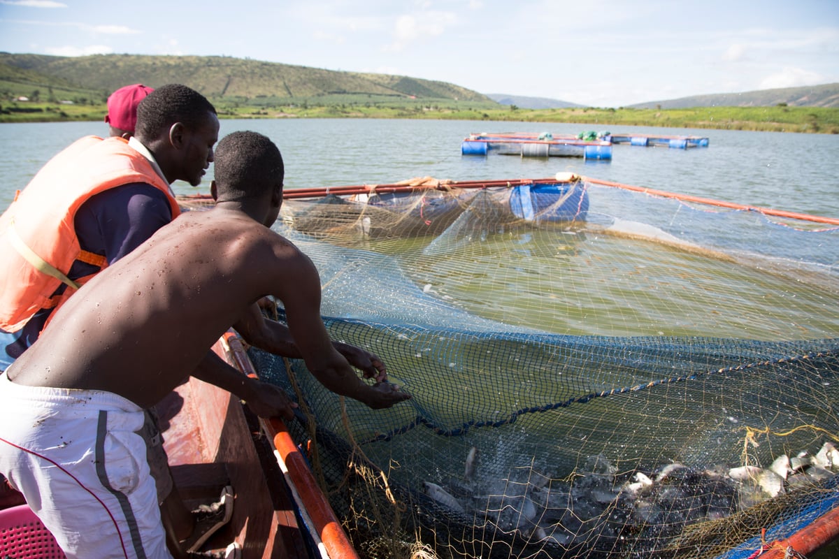 Uganda. Refugees and nationals run the first ever fish farm in Uganda