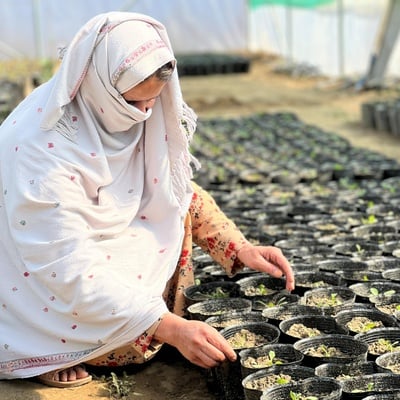 A host community member in Khost in a greenhouse