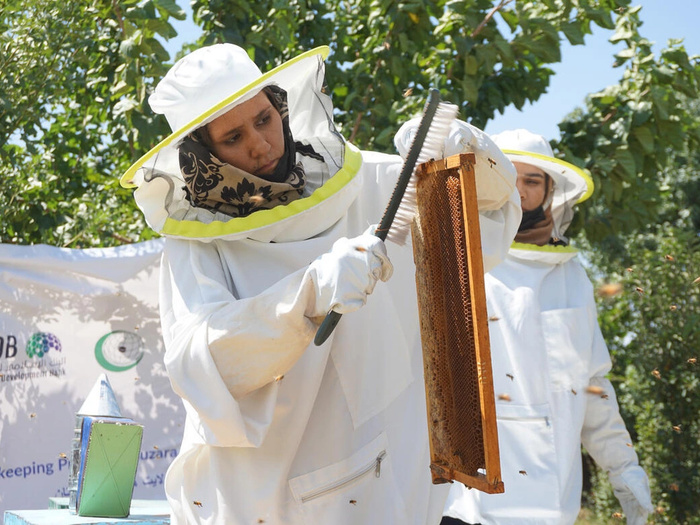 A female beekeeper harvesting honey