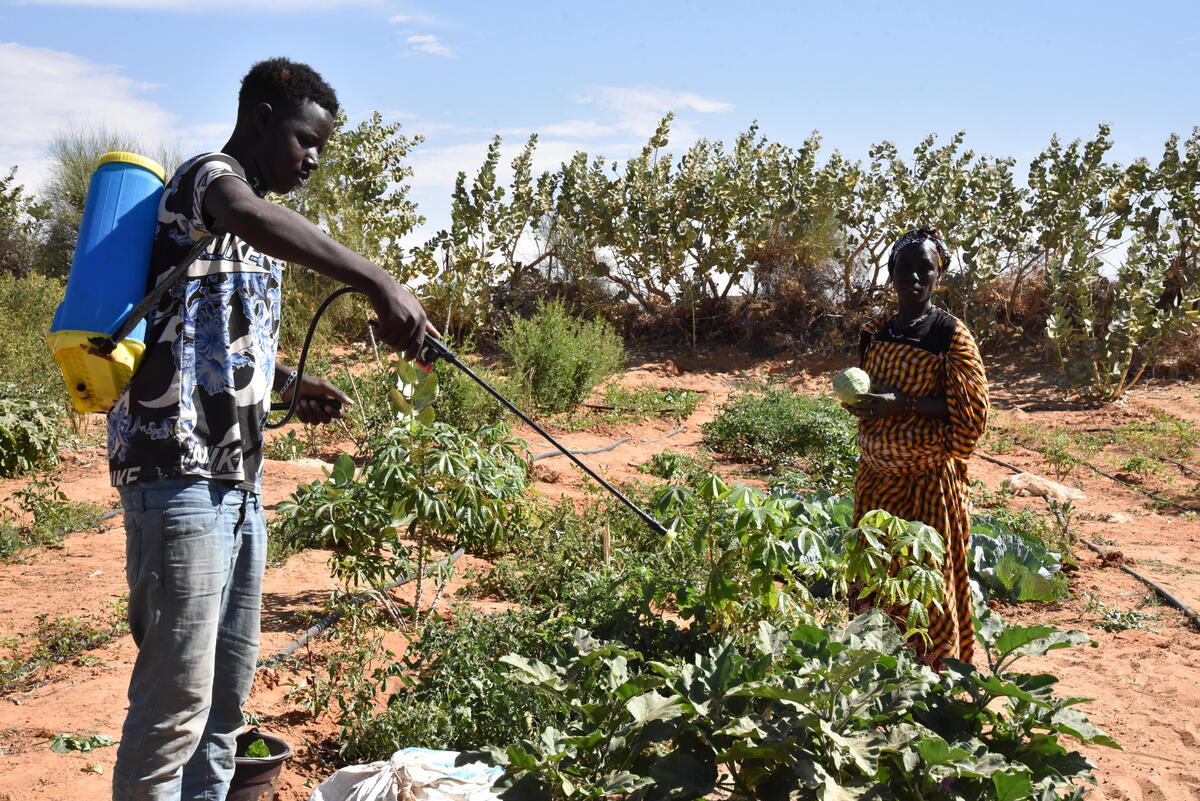 In Mbera camp, Malian refugees use homemade bio-pesticides to protect plants in the vegetable gardens.