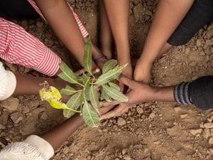 Multiple hands gently planting a small seedling into dry soil.