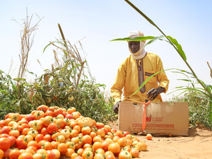 Niger. Nigerien man harvests tomatoes in a market garden in Abala