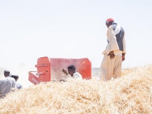 Sudan. Refugees, IDPs and host communities thrive benefiting from livelihood opportunities