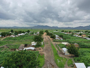 Cameroon. Reforestation project turns refugee camp green again
