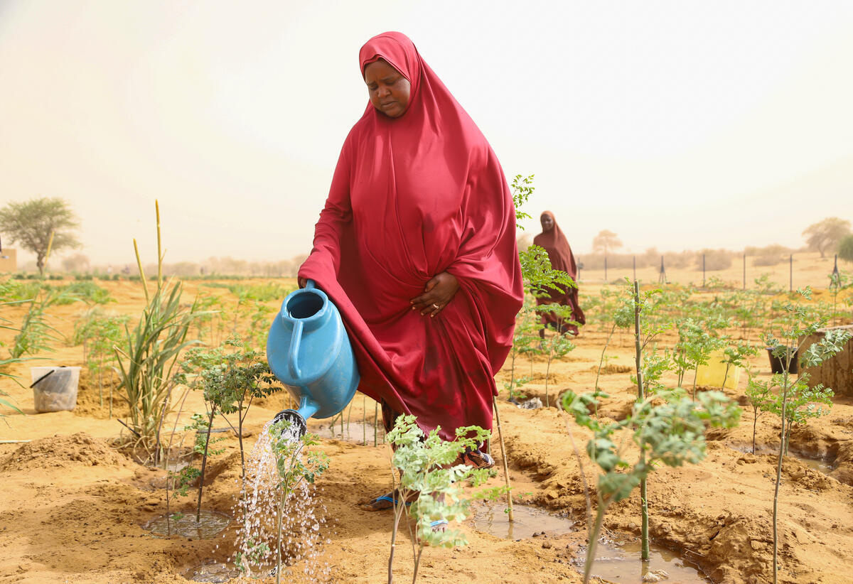 Niger. Nigerien returnee waters moringa plants in a market garden