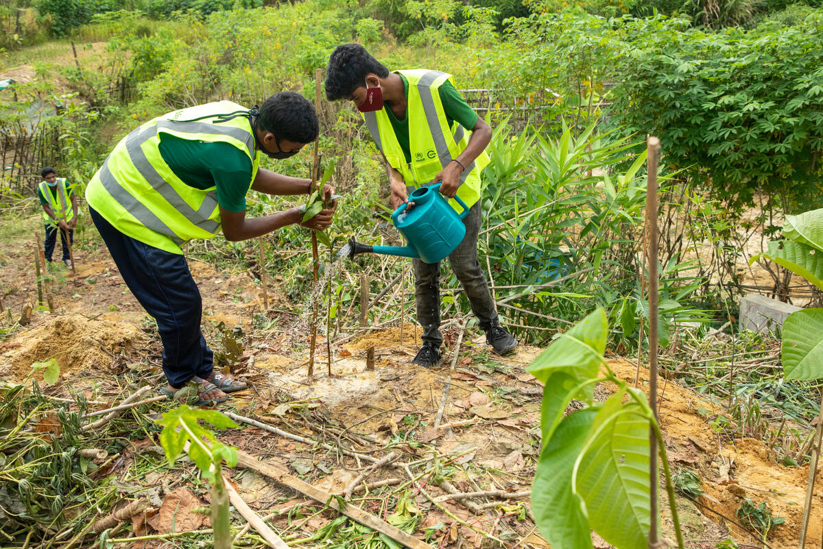 Bangladesh. Reforesting the Rohingya refugee camp