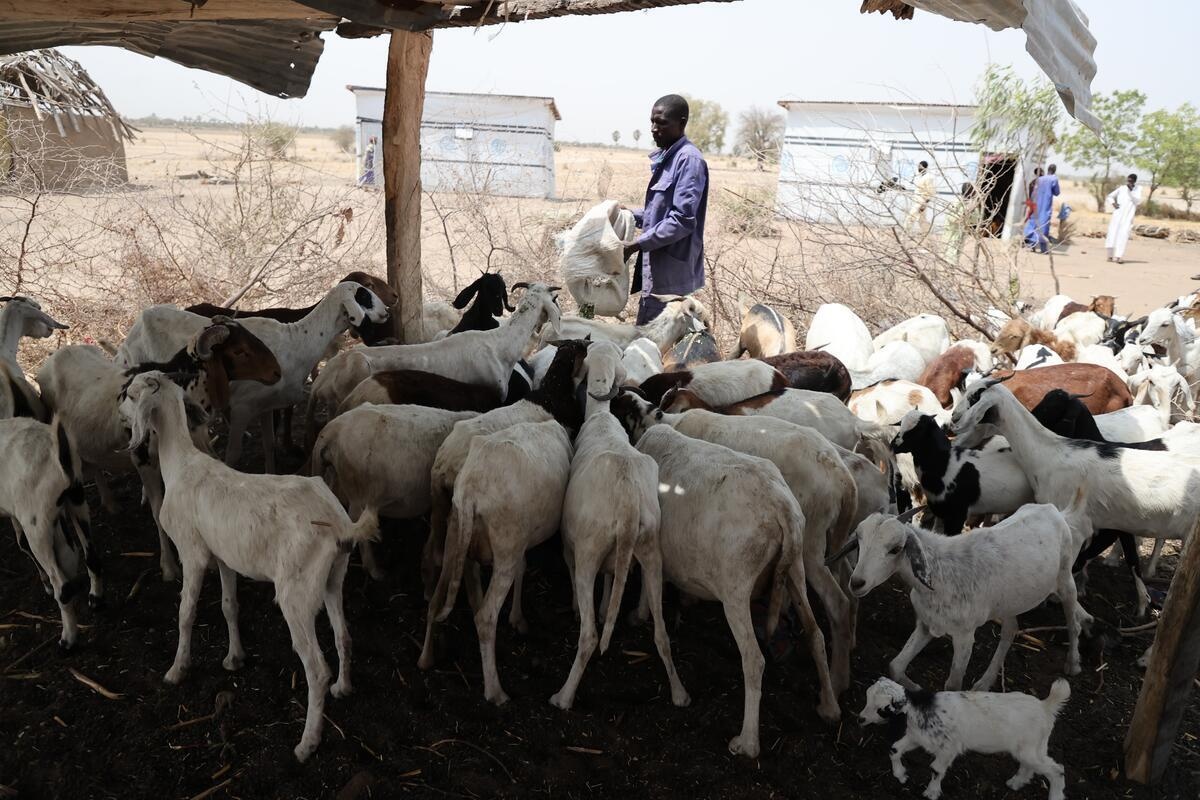 Cameroon. Thousands of displaced people return home after years in Chad