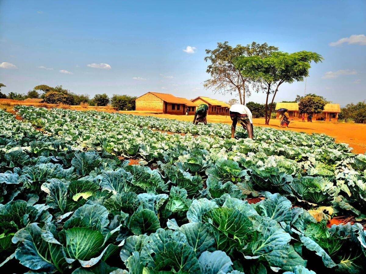 Tanzania. Students working in the school garden at Mapendo Primary School in Nyarugusu Camp