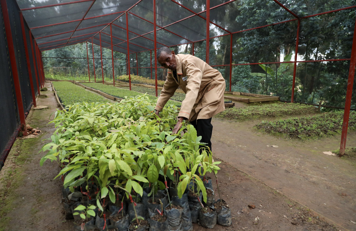 A Congolese refugee inspects seedlings in a tree nursery at the Kigeme camp in Rwanda