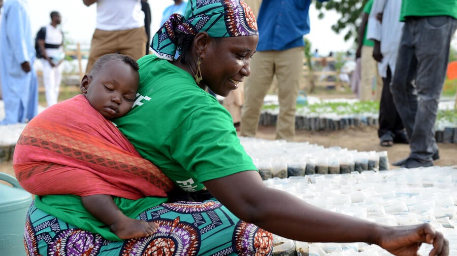 Cameroon. Refugees making Minawao green again