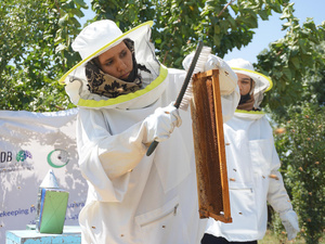 A woman in a white protective suit and hat scrapes bees off a beehive frame.