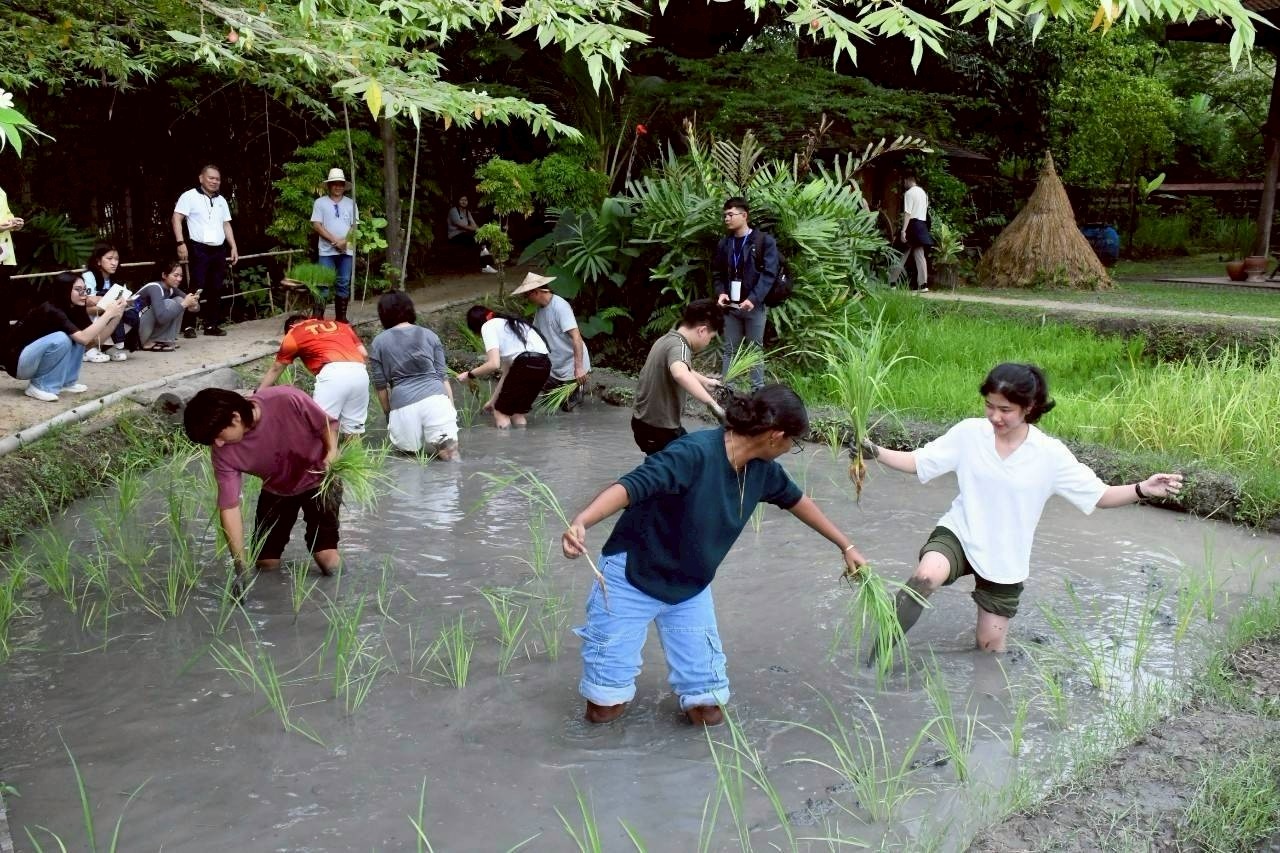 A group of students in a rice paddy, taking part in a rice planting activity.