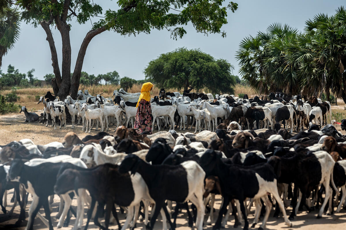 Chad. Thousands pour across border river to escape Cameroon clashes