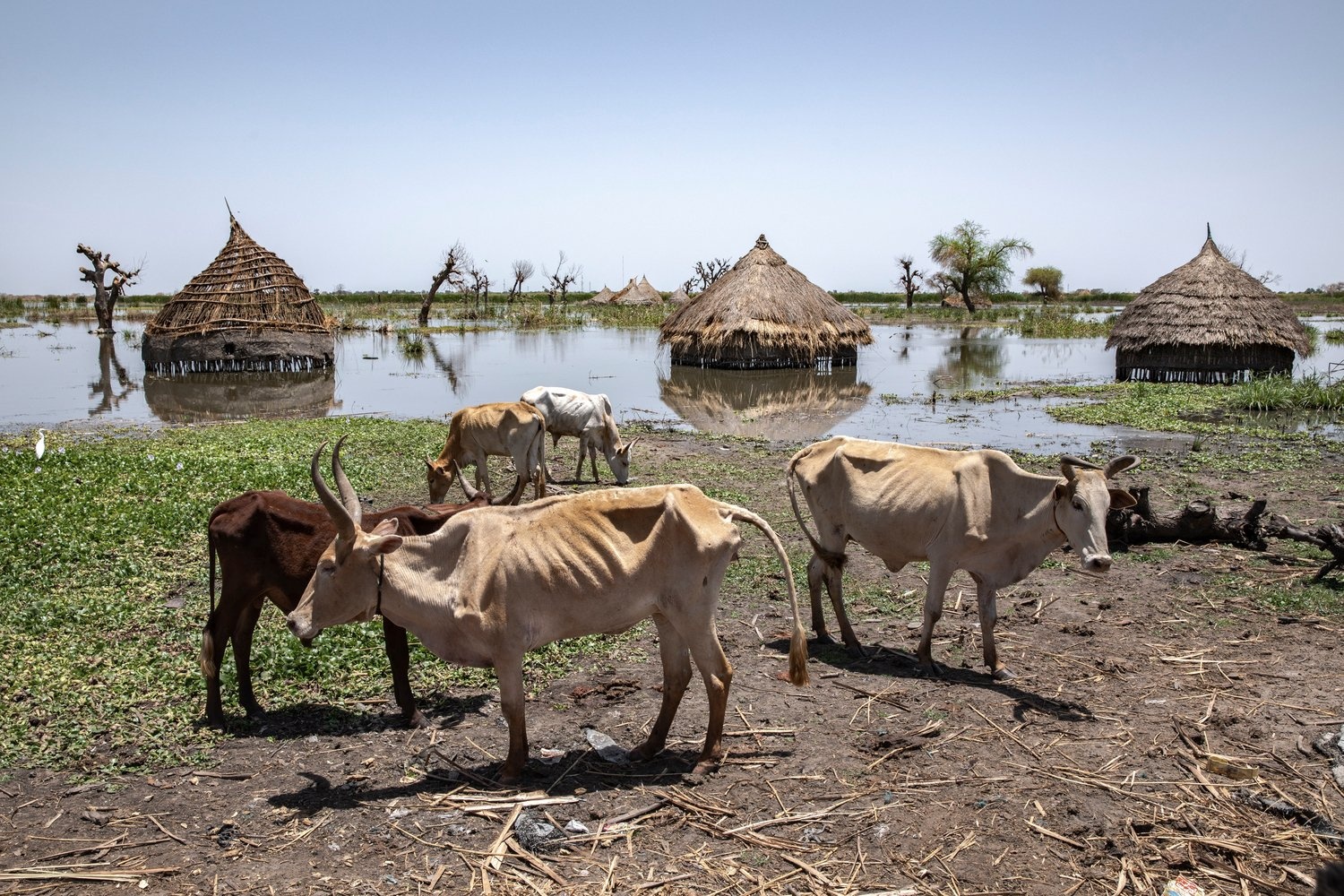 Emaciated cattle stand near a partially submerged village.