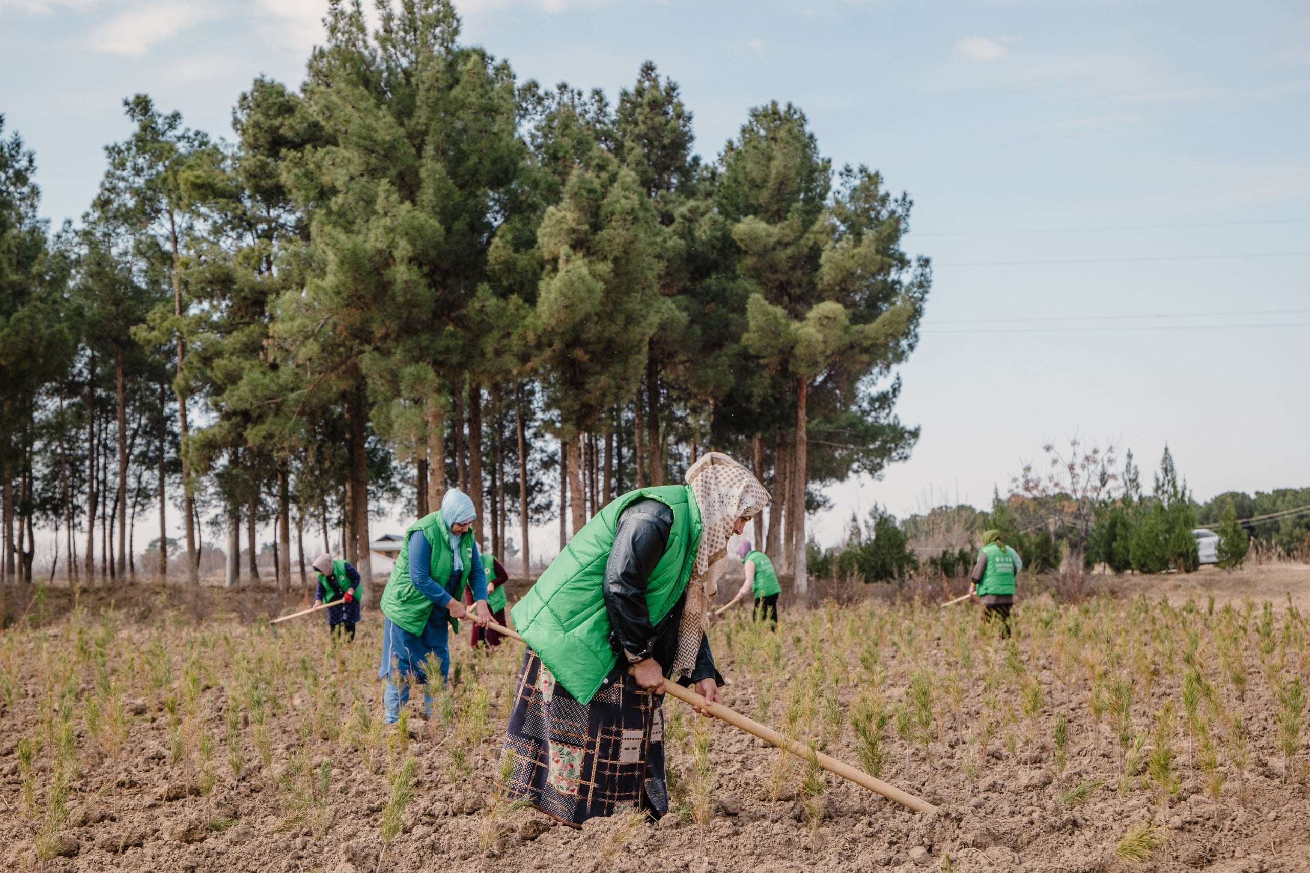 A group of people in green vests work on a dry field, with a large group of trees in the background.