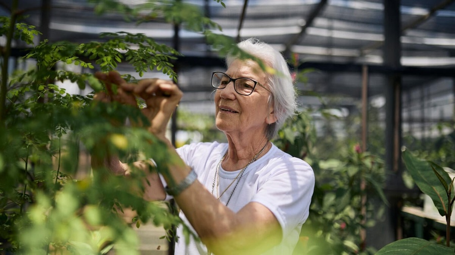A woman in a white t-shirt tends to plants inside a large greenhouse
