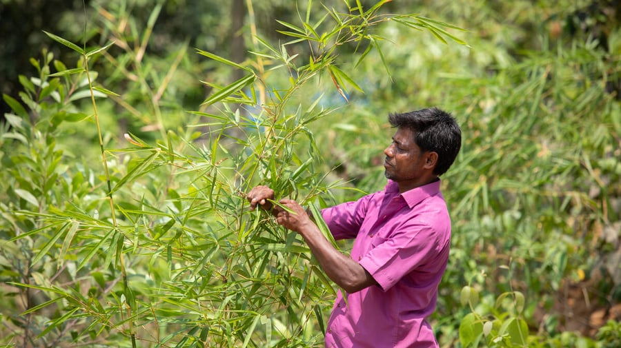 Bangladesh. Bamboo forestry holds promise for Rohingya camps