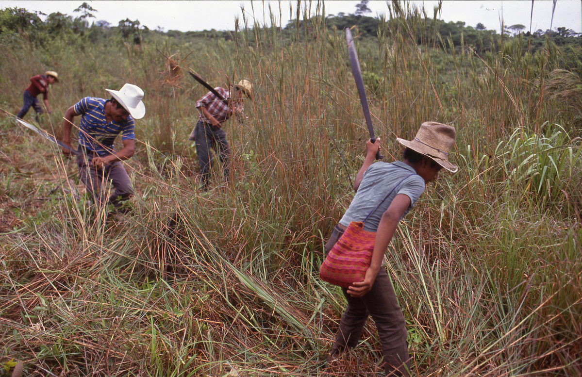 Guatemala. Returnees clearning field
