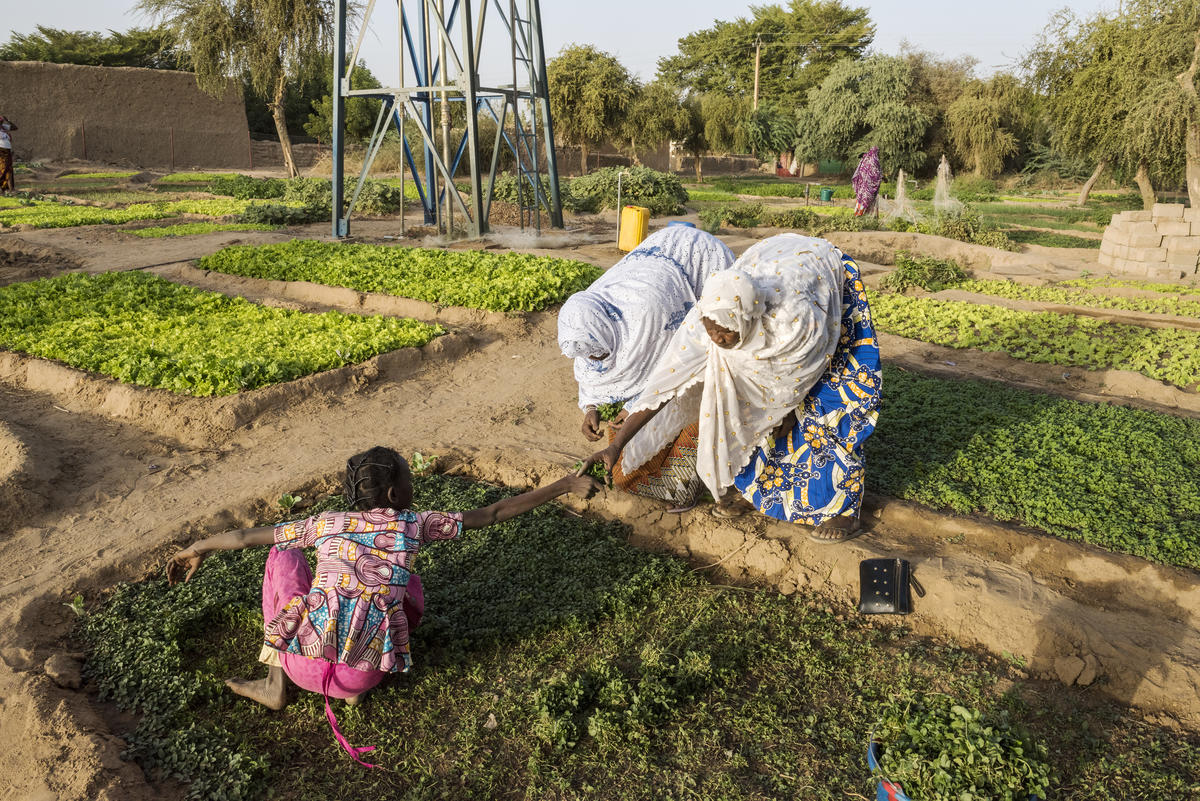 Mali. Gao women's agricultural association given help to grow