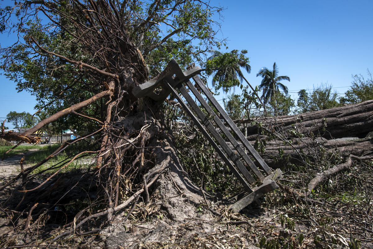 Mozambique. A fallen tree by Cyclone Idai