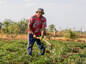A man wearing a hat works a field with a hoe.