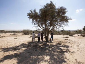 Somalia. Ethiopian asylum seekers arrive on foot outside Hargeisa