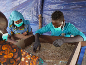 Refugee and host community farmers sort through maize at Makpandu refugee camp in South Sudan, January 2021.