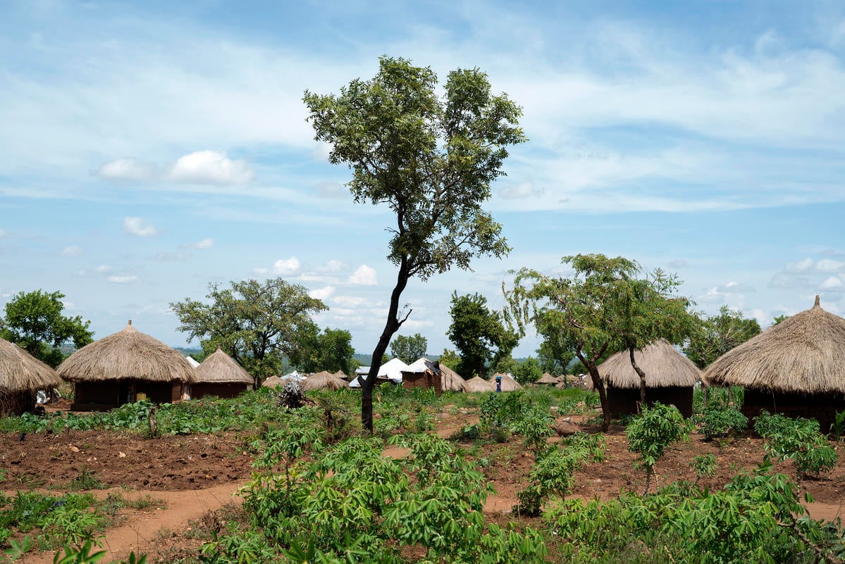 Uganda. The South Sudanese refugee has seen vast tree cover disappear and understands the pressure refugees and host communities put on forest resources. He is doing his part to undo some of the damage by planting trees around his small plot of land. He is also helping to sensitize other refugees to