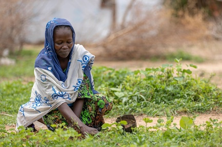 Cameroon. Planting 2,000 trees in the Far North region of Cameroon to help combat desertification