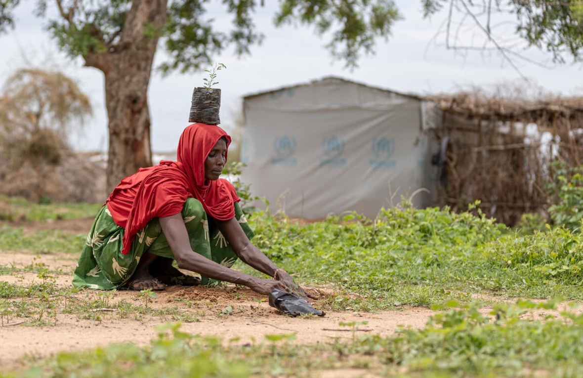 Cameroon. Planting 2,000 trees in the Far North region of Cameroon to help combat desertification