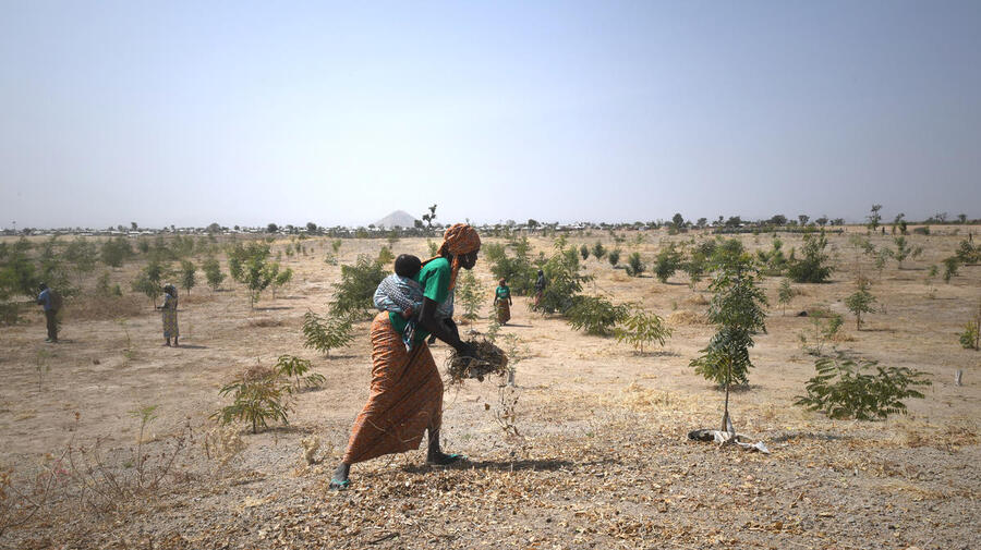 Cameroon. Minawao, the green refugee camp