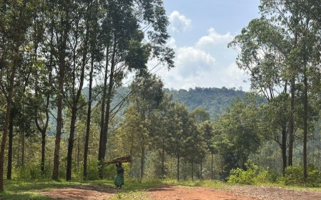 The REP Fund Announces Key Partners for Landmark Carbon Financing Initiative in Uganda and Rwanda