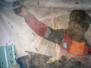 A woman reaches into a netted cage containing flies.
