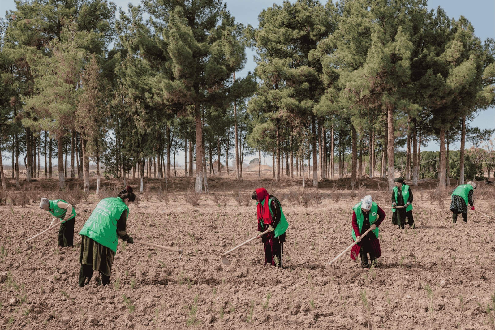 Afforestation project in Uzbekistan