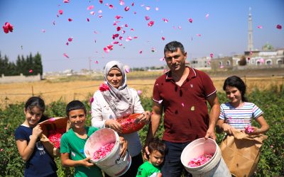 当大马士革玫瑰盛开在黎巴嫩的土地上：叙利亚玫瑰花农运用技术在黎巴嫩开启新的生活