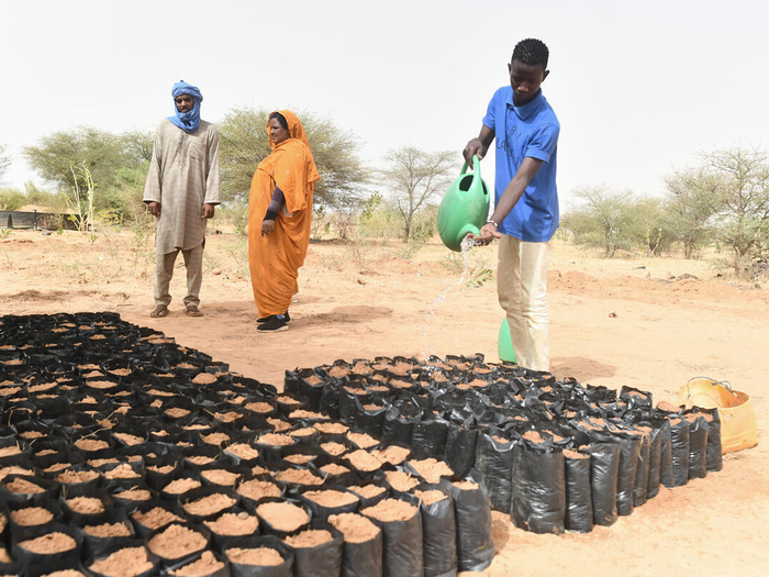 Nursery in which the mud from the latrines is used as fertilizer to grow the plants which will allow the reforestation of the camp