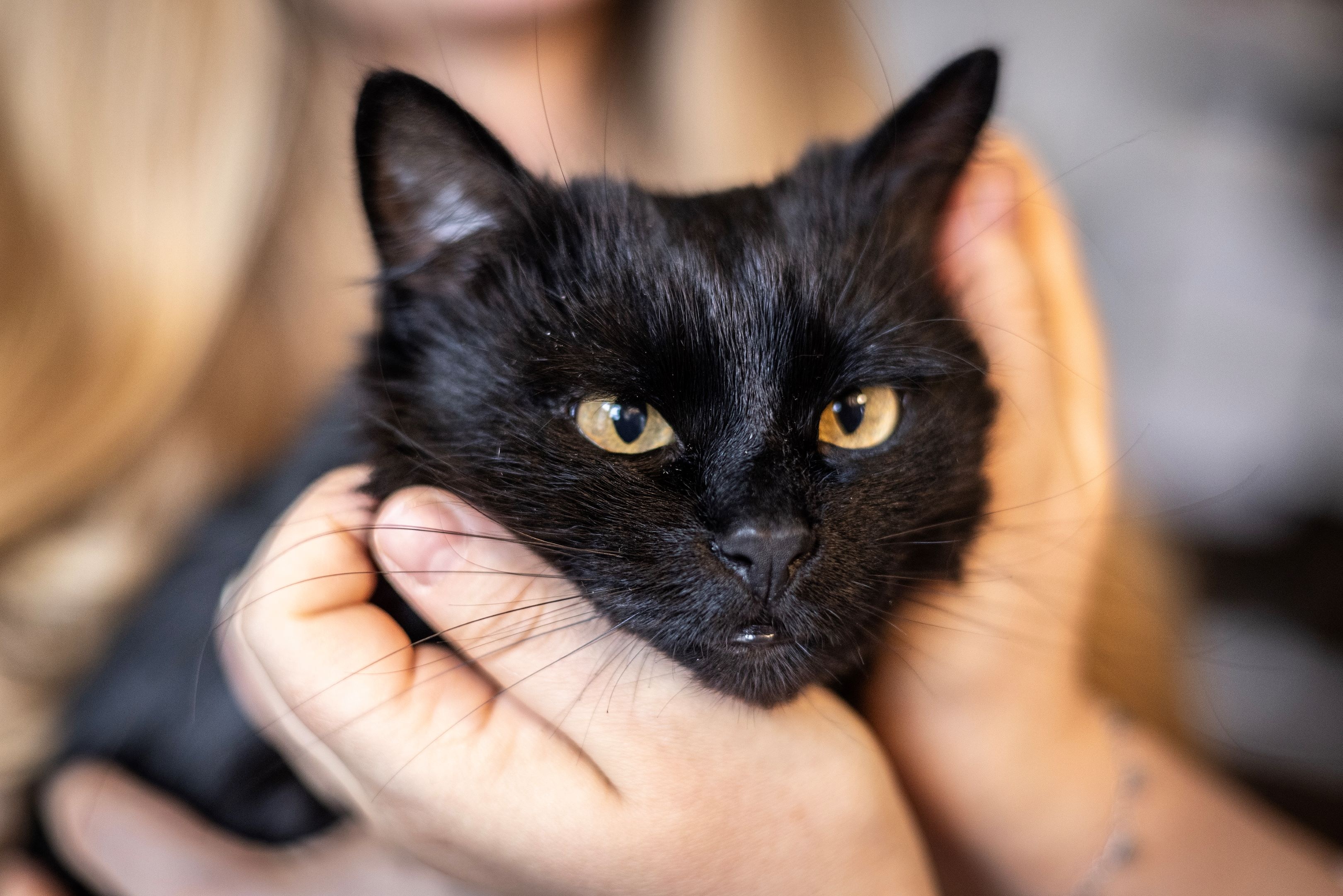 A black cat being caressed by two hands