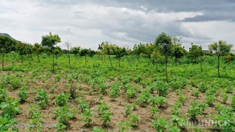 Regardez la vidéo : Fonds de protection de l'environnement pour les réfugiés