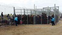 Az ENSZ Menekültügyi Főbiztossága: ne küldjenek több menekültet Magyarországra az EU-tagországok