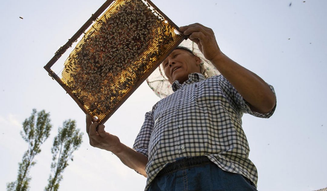 Citizenship tastes sweet to Kyrgyzstan beekeeper