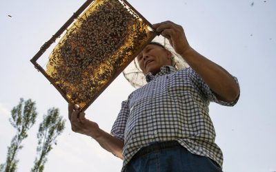 Citizenship tastes sweet to Kyrgyzstan beekeeper