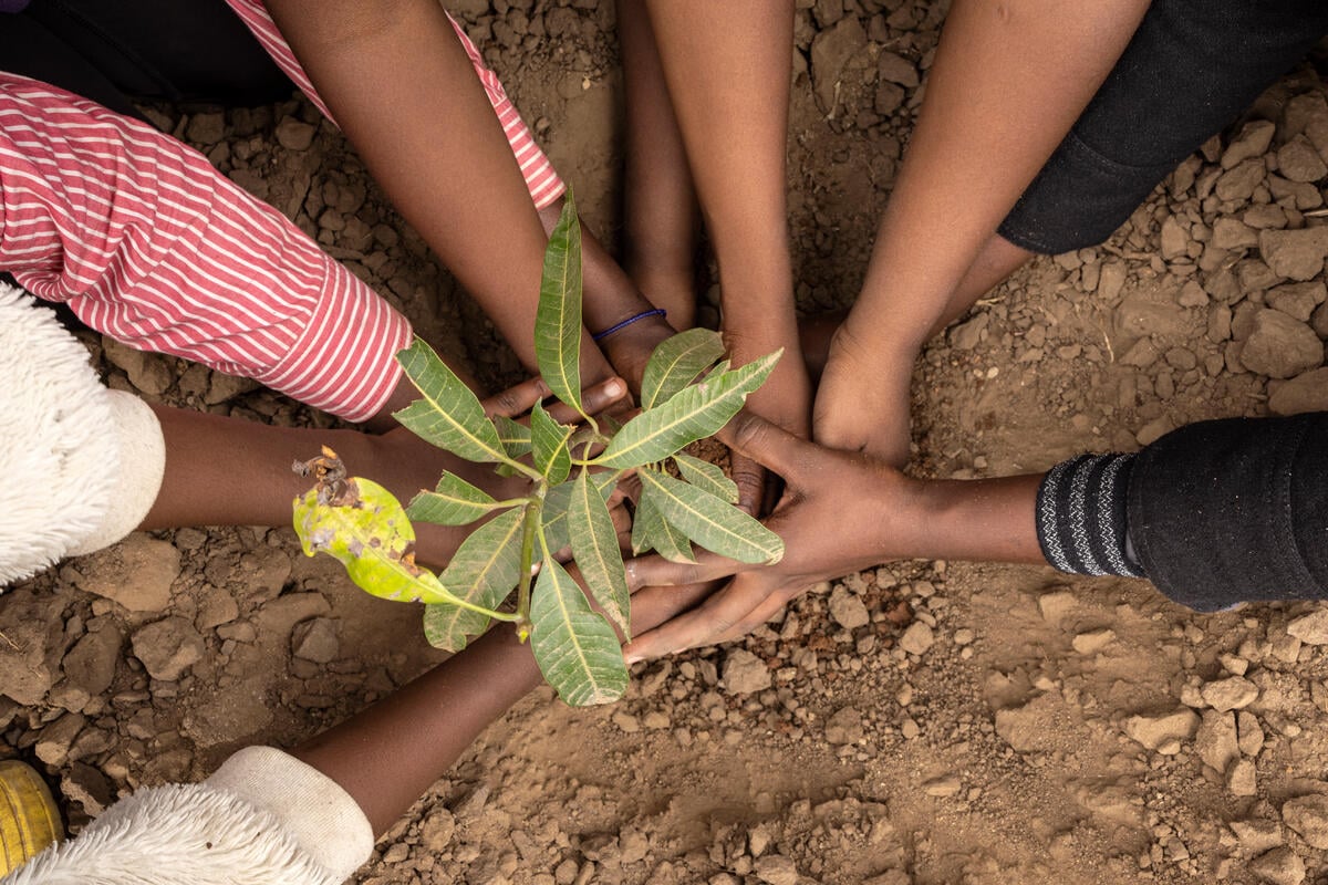 Multiple hands gently planting a small seedling into dry soil.