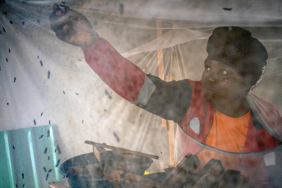 A woman reaches into a netted cage containing flies.