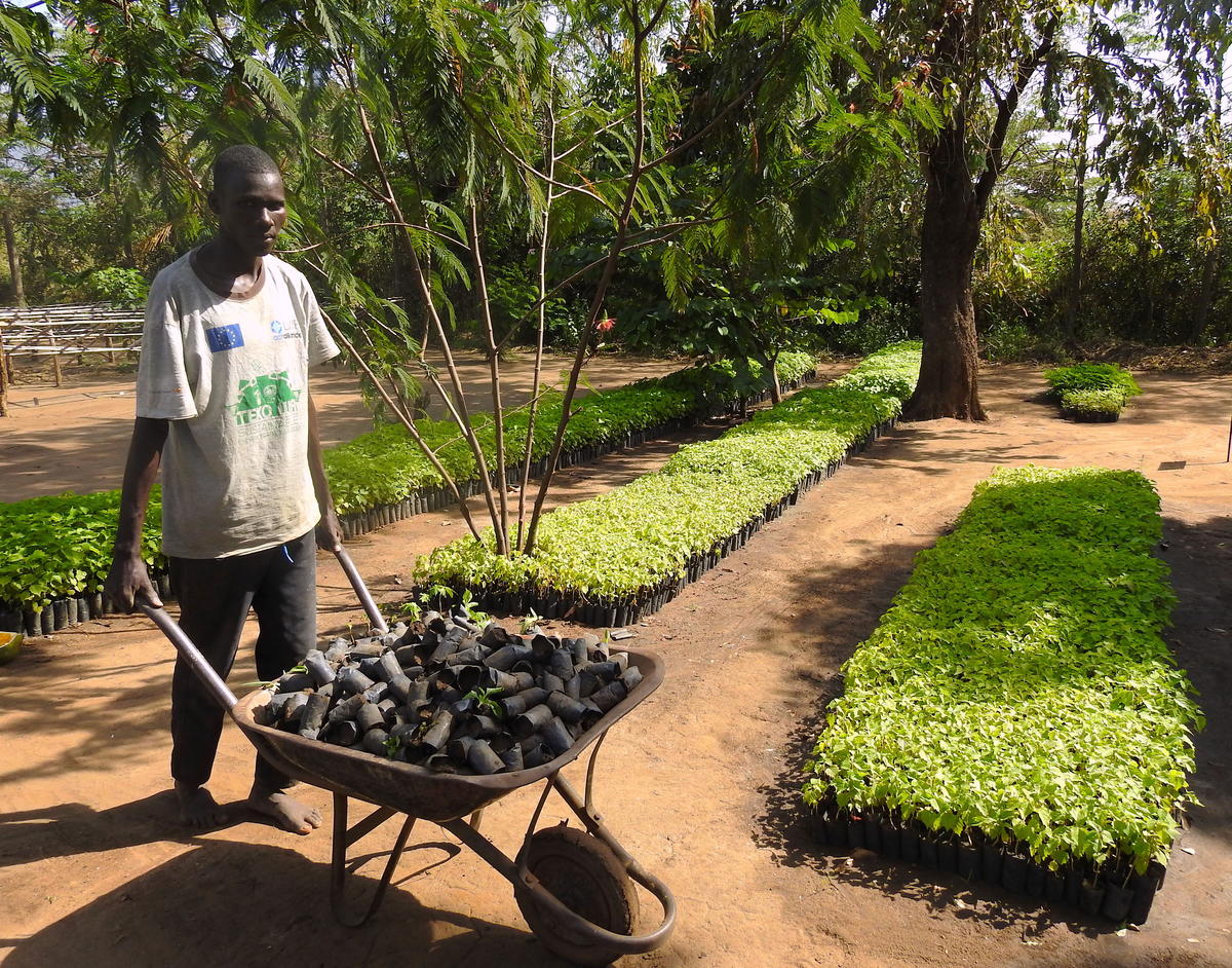 Uganda.A member of the host community carries seedlings that will be planted in the Palabek refugee settlement to help prevent rapid deforestation in northern Uganda.