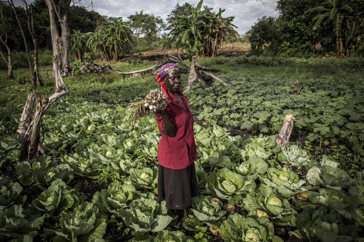 Democratic Republic of Congo. South Sudanese refugees grow local economy