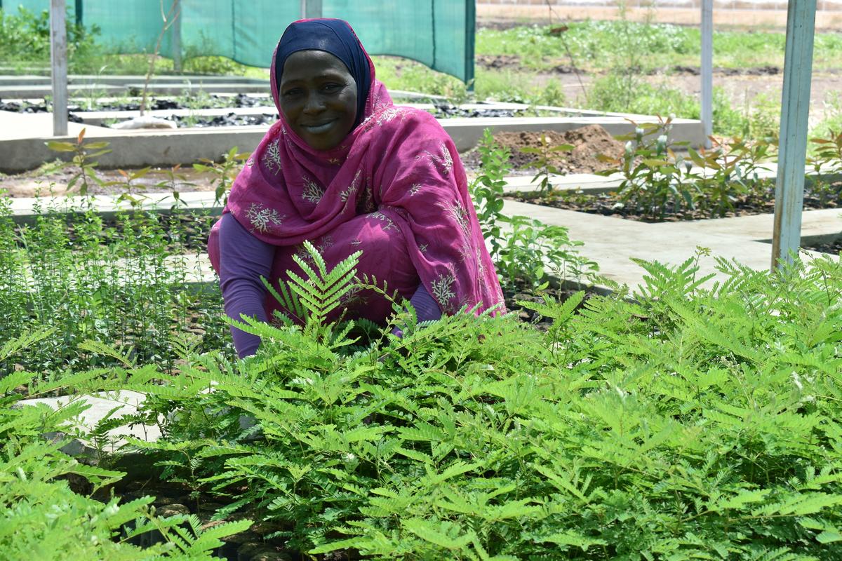 Sudan. Refugees and their hosts restore Sudan's forest cover one tree at a time