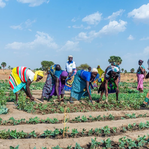 Refugee women and those from the host community plough a garden in Biankouri, Togo
